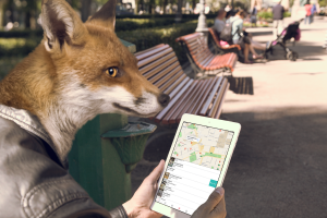 fox-with-iPad-notext-2